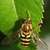 Bee On Leaf